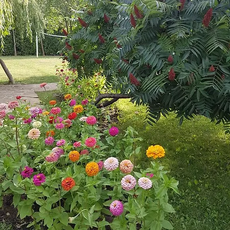 Liani Слънчев бряг