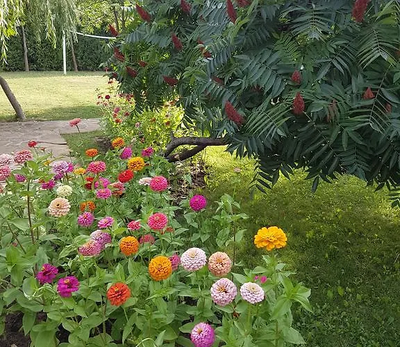 Liani Σάνι Μπιτς